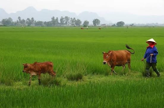 ROUTINES THAT BUILD HEALTHY ANIMALS AND PROFITABLE FARMS